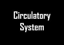 circulatorysystem.jpg
